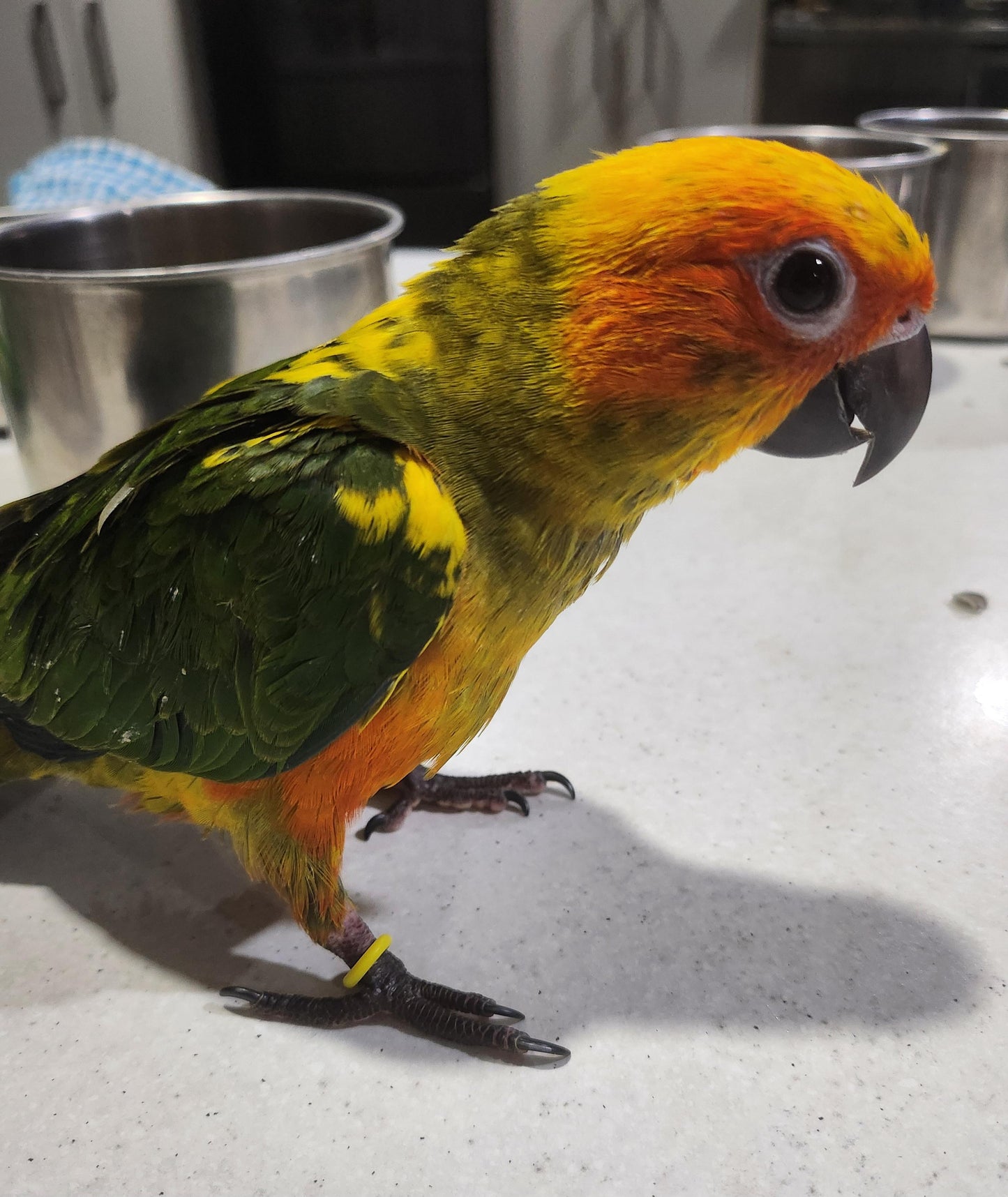 Hand Raised Sun Conures