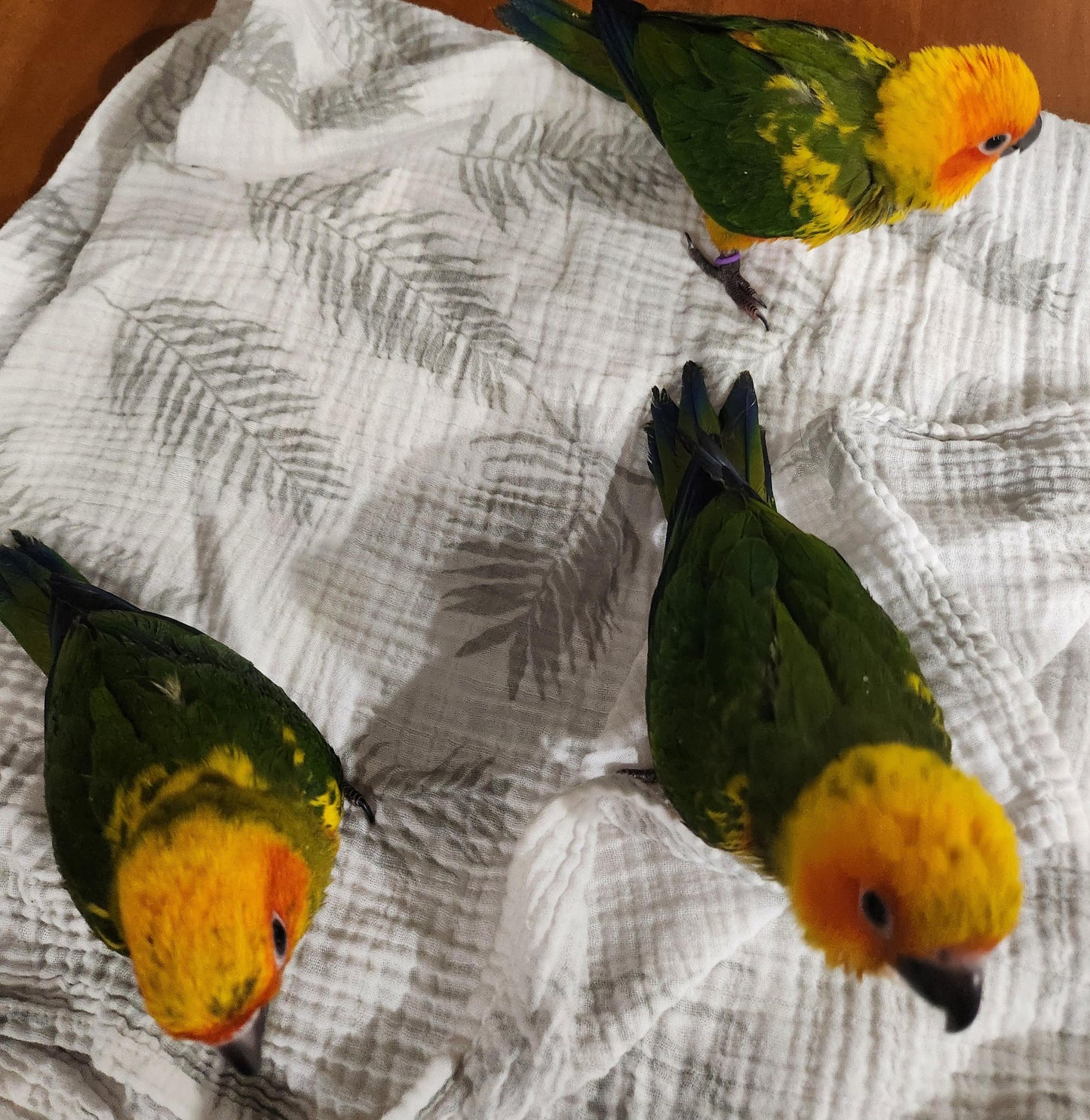Hand Raised Sun Conures