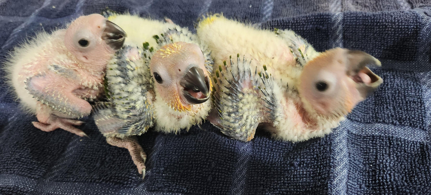 Hand Raised Sun Conures