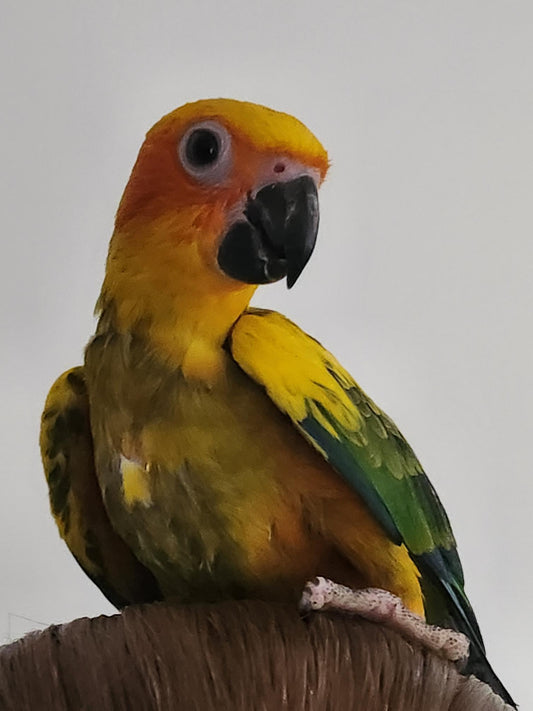 Hand Raised Sun Conure
