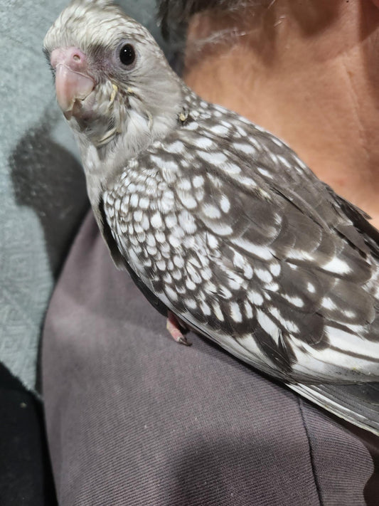 Hand Raised Cockatiels