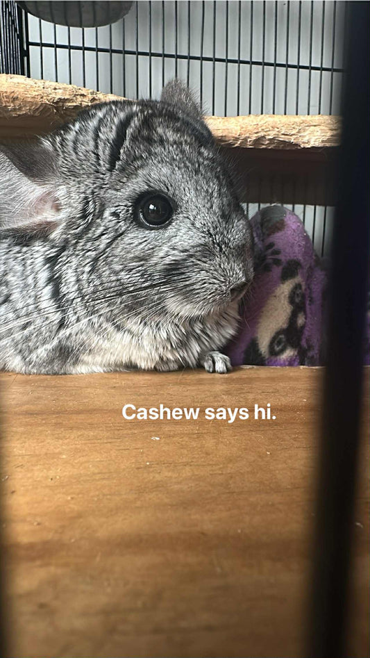 Chinchilla