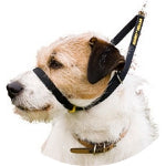 Canny Collar 6 [size:6]