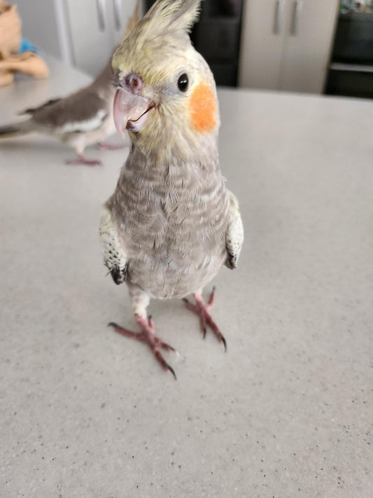 Hand Raised Cockatiels