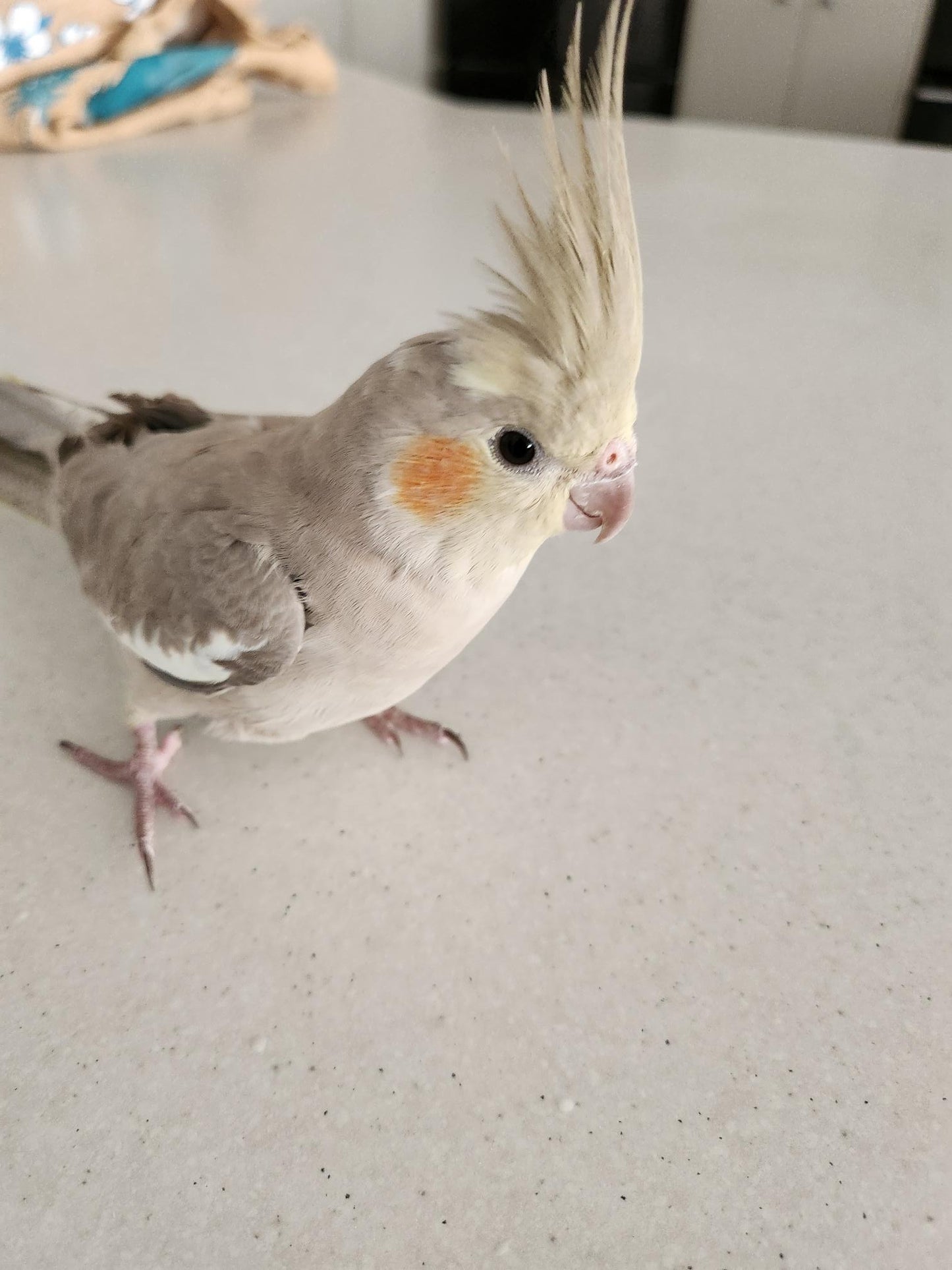 Hand Raised Cockatiels