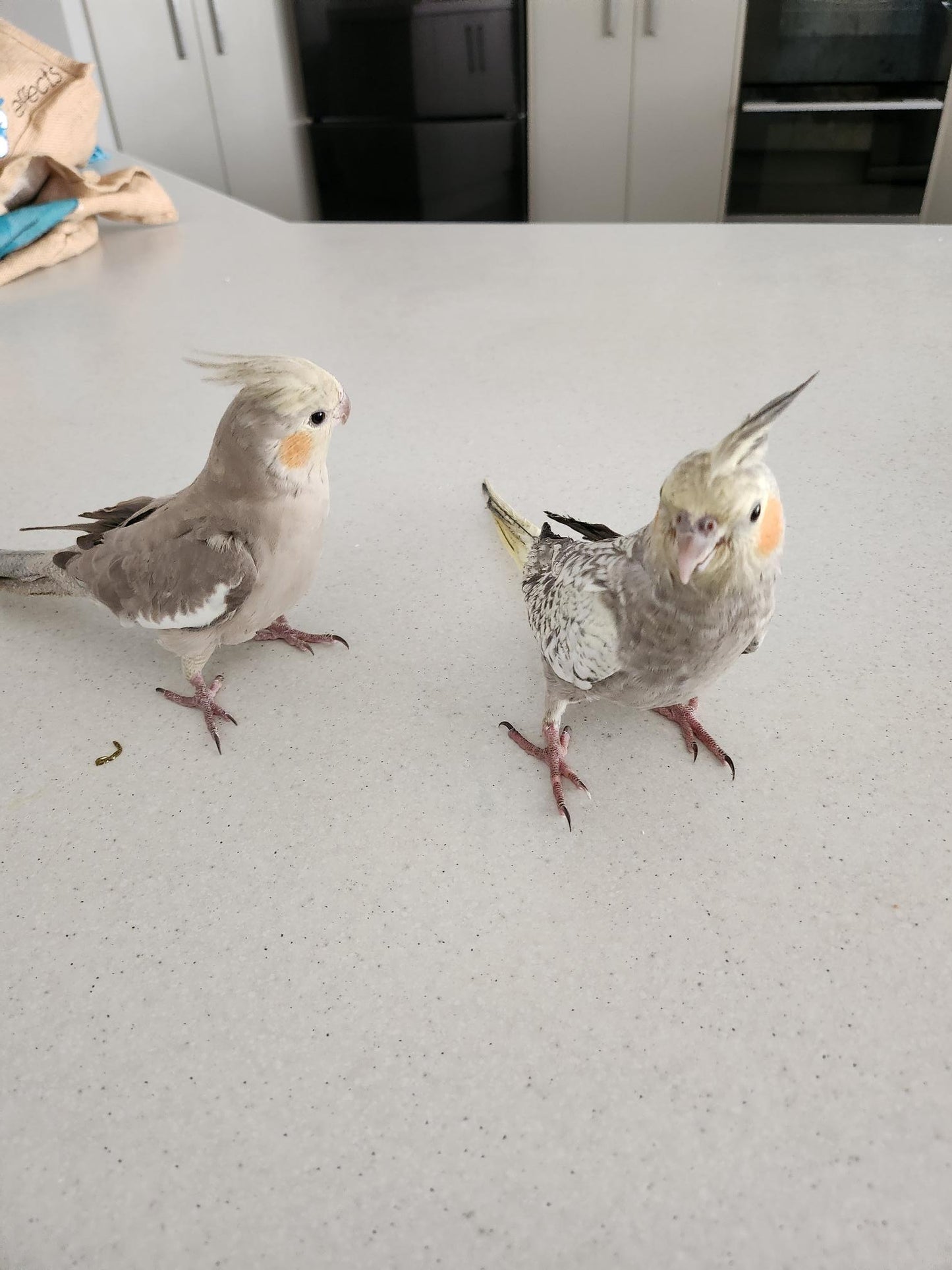 Hand Raised Cockatiels
