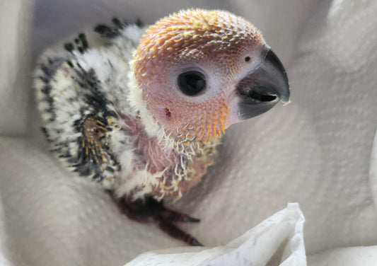 Hand Raised Sun Conures