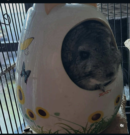 Chinchilla