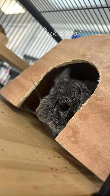 Chinchilla